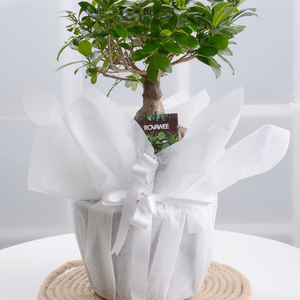 İthal Saksı Bonsai