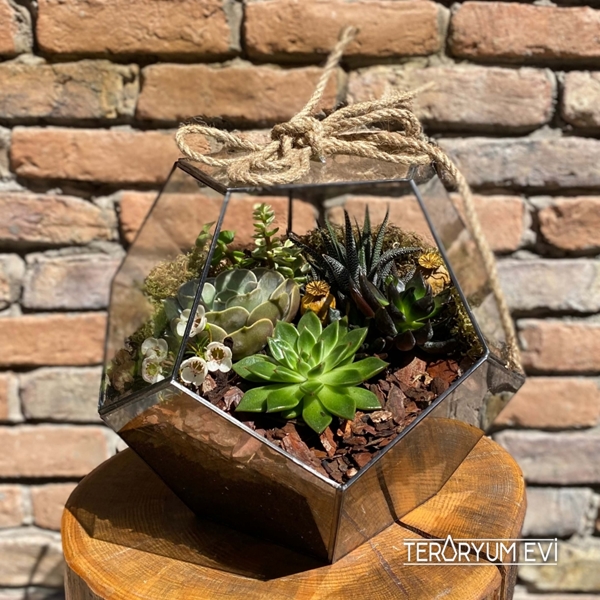 Geometrik Terrarium