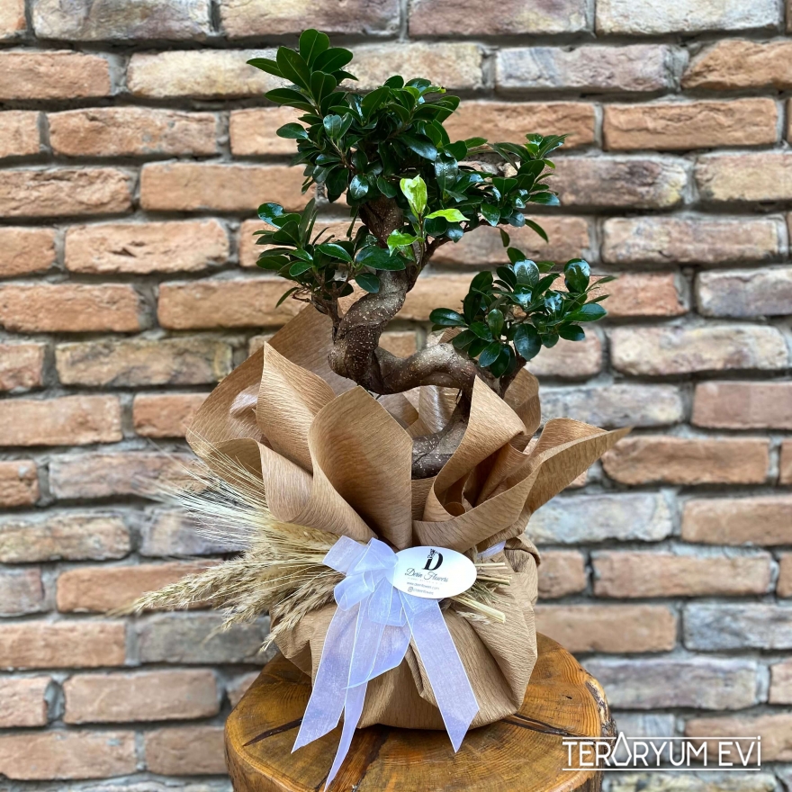 XL Bonsai Ficus
