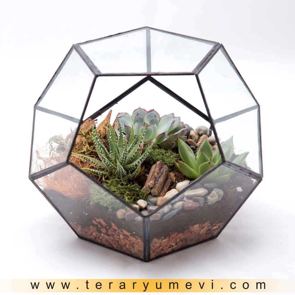 Terrarium Sanatı İzmir