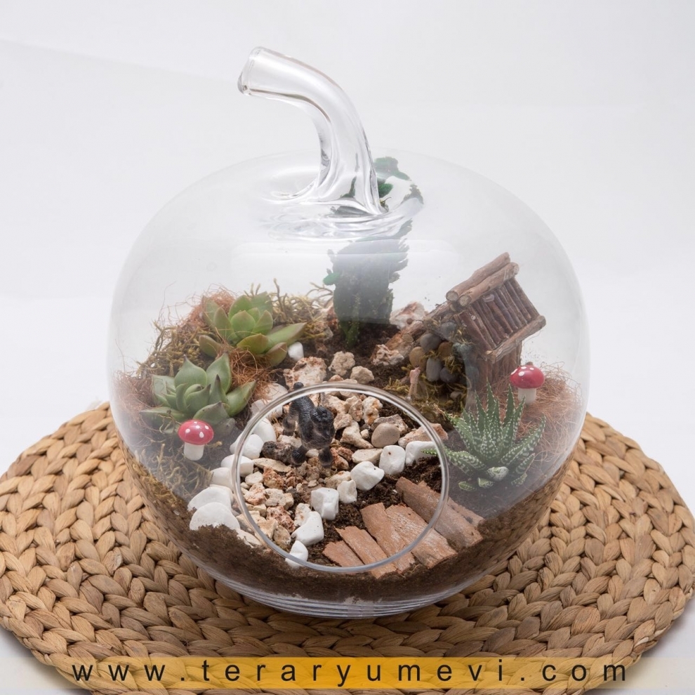 Evde terrarium yapımı Evde terrarium yapımı